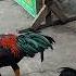 Pure Asil Basilan Chicken 6 Months Old