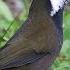 Birds Singing Eastern Whipbird Sounds Of Nature