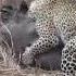 Hyena Saves Wild Pig From Leopard S Fatal Attack 1080456