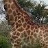 SOUTH AFRICA Giraffes Kruger National Park Hd Video