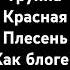 Shorts рекомендации Как блогер взломал Ютюб Красная Плесень