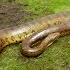 The Anaconda Is A Heavyweight Of Snakes Nat Geo Wild