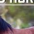 Wild Lands Wild Horses Wild Horse Documentary Featuring Blue Eyes Sinatra Now At Skydog Sanctuary