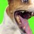 Chroma Key Laughing Dog Meme Green Screen For Video Editing Shorts