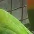 The Beauty Of Green African Birds In Captivity