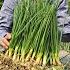 Harvest Green Onions Goes To Market Sell Taking Care Of Chicks Gardening Solo Survival