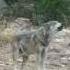 Lobos Aullando Howling Wolves