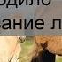 Как происходило одомашнивание лошади