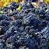 European Agricultural Technology Harvest Billions Of Grapes Grape Juice Factory