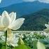 Peaceful Classical Music To Reduce Stress Stop Overthinking Lotus Blooms