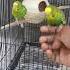 Changing Cage For A Budgie Jackey