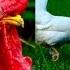 CHICKEN BREEDS E7 White Leghorn Hens And Rooster Egg Layers Legehybriden Weiß Legehennen