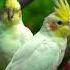 Shorts Ytshorts Viral Trending Pets Petanimals Cockatiel Cockatoo Music Rap Love Song