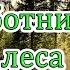 С днём лесника 2022 Самое красивое поздравление с днём работника леса 18 Сентября