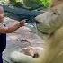 Lion Vs Kid Shorts Youtuberrs