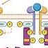 Arabic Cytokines Signaling Through The JAK STAT Pathway شرح لإشارة السايتوكاينات في مسار JAK STAT