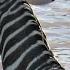 Crocodiles Bite The Face Off Zebra While Crossing Mara River On A Safari In Kenya