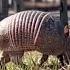 Nine Banded Armadillo Five Interesting Facts About Our Mid Day Visitor