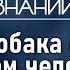 Что изменилось в жизни человека с появлением домашней собаки Лекция зоолога Ильи Гомыранова