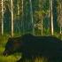 Karelia Russia S Primeval Forests Nature Documentary