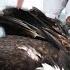 Man Saved A Drowning Eagle From Death You Won T Believe How He Thanks His Favor