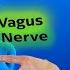 How To Reset Your Vagus Nerve This Will Change Your Life Dr Mandell