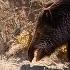 EPIC HUGE BOAR HUNTS FEARLESS Dogs Perfect HOG SHOTS Best HUNTING Scenes