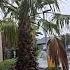 This Palm Tree Got A Taste Of Rain After Continuous Humid And Dry Days