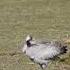 Kraanvogel Oostvaardersplassen Dag 18