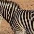 شاهد تزاوج حمار وحشي ووحيد القرن أمر لا يصدق Watching Zebra And Rhino Mating Is Unbelievable