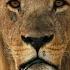 Lion Uprising First Blood In The Fight For Territory Full Episode Savage Kingdom