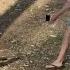 BIG Goanna Lizard Running And Chasing Person FUNNY JustBecause