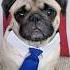 Breaking News Dog Pug Cute Funny Fyp