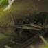 Hungry Venus Flytraps Snap Shut On A Host Of Unfortunate Flies Life BBC