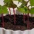 How To Grow Grapes Tree From Seeds At Home Growing Grapes From Seeds Easy Method