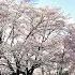 Eng Sub Walk Under The Cherry Blossoms In Full Bloom Japanese Listening Practice