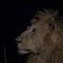 Whoa Lion Roars With A Lightning Night Sky