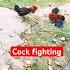 Cockfighting Viralvideo Shorts Hen