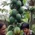 Red Lady Cutting Papaya Papayacutting Fruit Fruitcutting Tasty