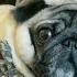 Pickles The Adorable Pug Loves This Camera Made For Dogs