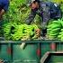 Use A Tricycle To Harvest A Giant Truck Of Bananas And Take Them To The Rural Market To Sell