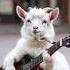 Guitar Playing Goat Rocks The Show Cute