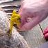 Wildlife Rescuer Injured By Tangled Buzzard