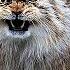 Pallas Cat Very Angry Wild CAT The Most Fluffy Steppe Hermit