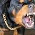 Angry Dog Barking And Growling Sounds Rottweiler Angrypuppy Funnyanimal Angrydog Puppylife