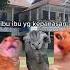 Pov Ibu Ibu Senam Di Kompleks Meme Kucing Kucinglucu Shortvideo Cat