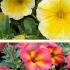 Comparing Petunias Side By Side And New Exciting Varieties