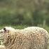 Dog TV Videos Beautiful Calming Sheep Videos And Sounds 8 HOURS Of TV For Dogs