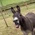 Donkey Screaming