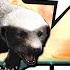 Far Cry 4 HONEY BADGERS DON T GIVE A F K